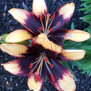 Meet your Posher, Charlotte